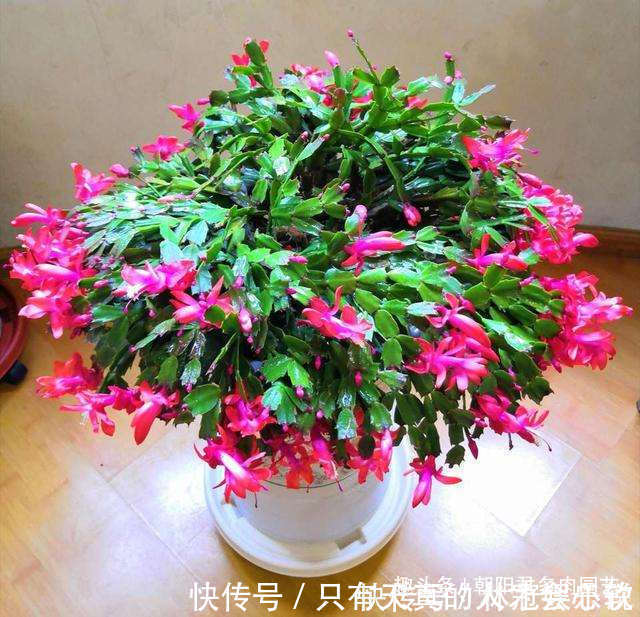 养蟹爪兰 花盆里撒点 小豆豆 叶子坚挺开花旺 粉紫色