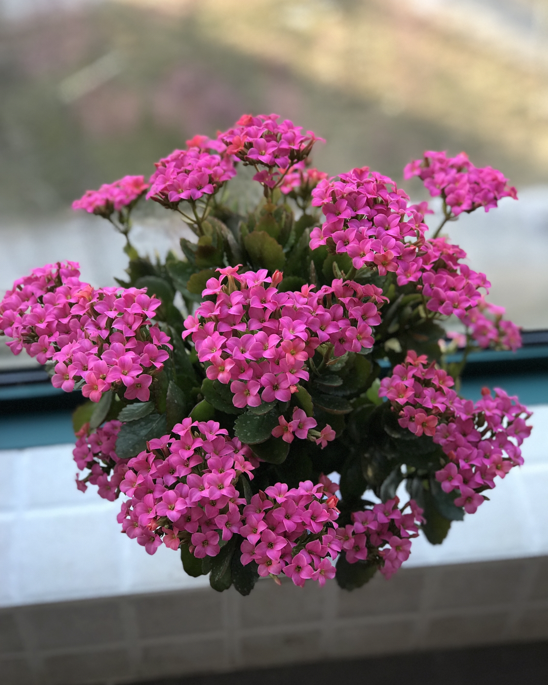 八种花期超长的植物，个个花期半年以上，观赏价值高，室内也能养