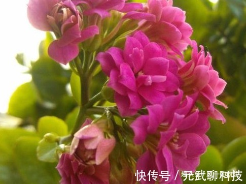 家养长寿花总是难开花记住这些小细节,轻松花开爆满盆