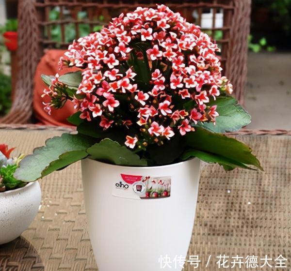 生根|9一10月,别忘记“扦插”这些花,“温度”适宜利于生根