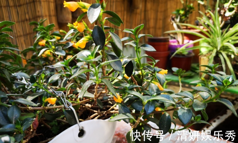 居家养花:自制高氮肥、磷钾肥,该准备哪些东西?