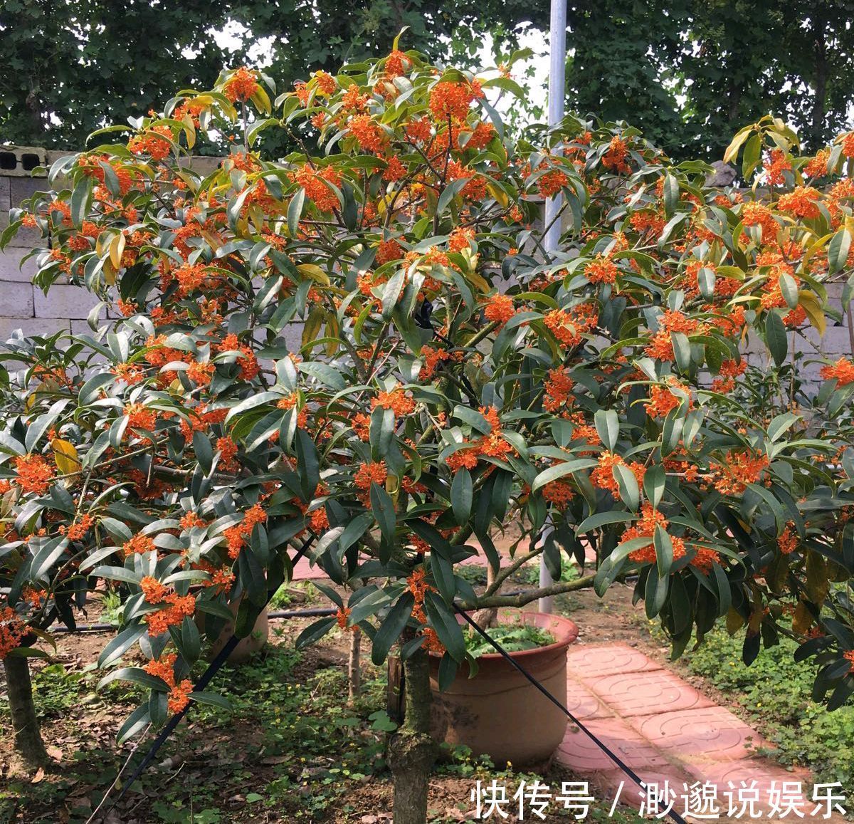 养护|朱砂桂花喜迎中秋节,开花爆盆的朱砂桂太美,眼馋了朋友来围观