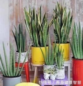 帆风顺|这些花最讨厌太阳,越阴凉越爆盆,还能开满花!