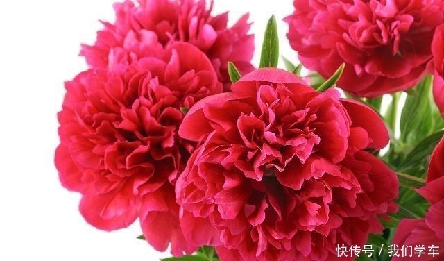 普货|4种能成“传家宝”的花，越老越值钱，养几年价格轻松翻倍！