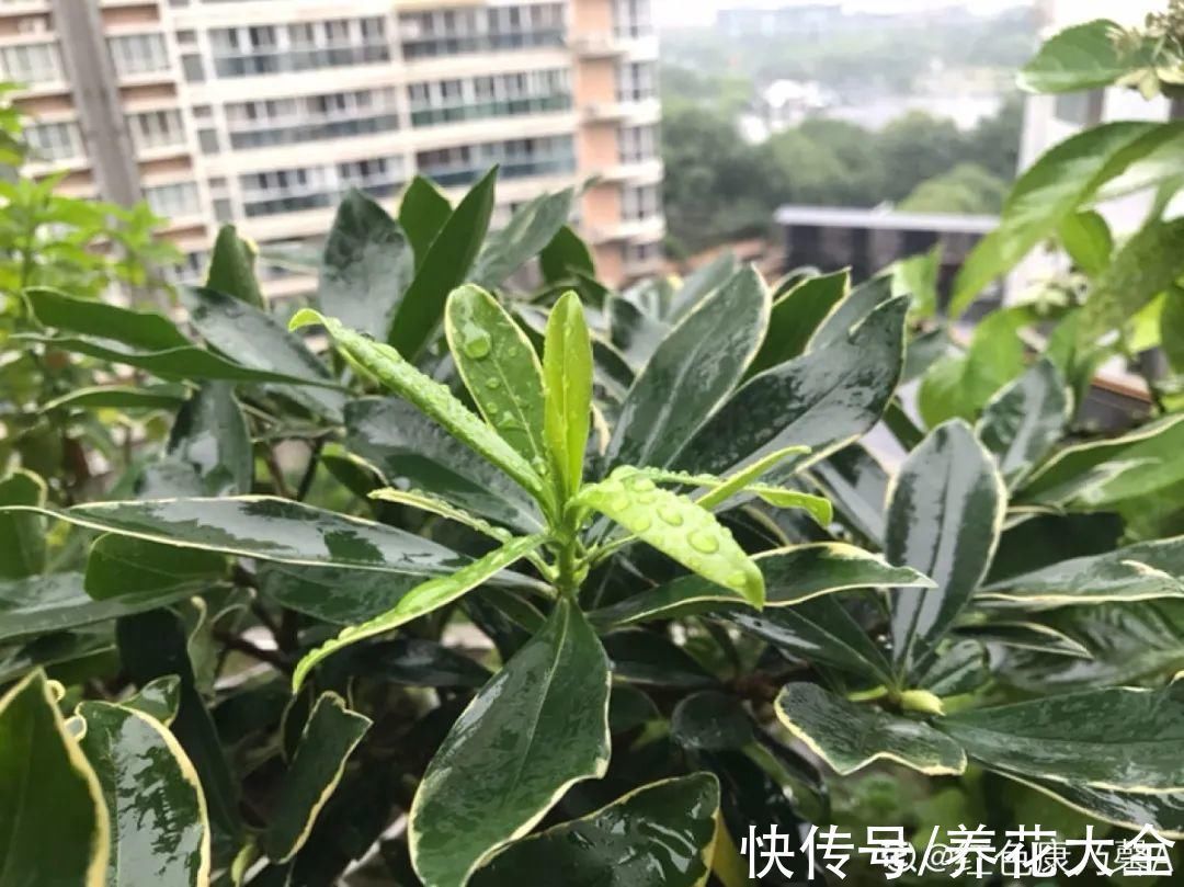 绣球|10种花不怕冷,先别搬进屋,放外面冻一冻,开花更旺
