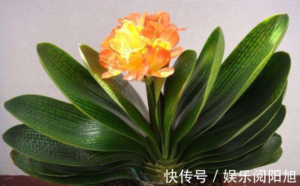 养君子兰3年不开花现在给它用点“小手段”,不出俩月出花苞