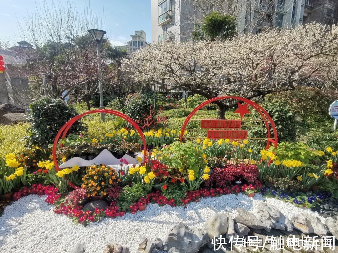 花卉|梅花进入盛花期，上海普陀一公园上演“双梅同开”