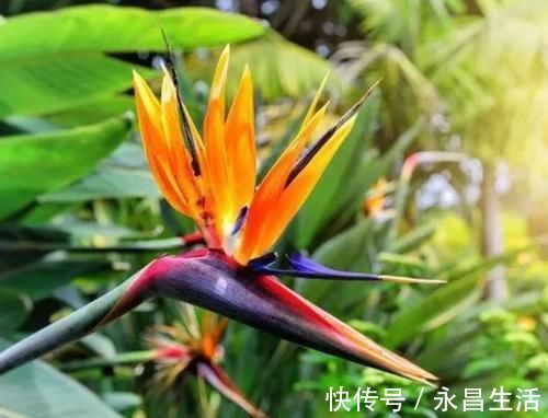 4种旺运花，吉祥添富贵，家里财运亨通，人见人爱！