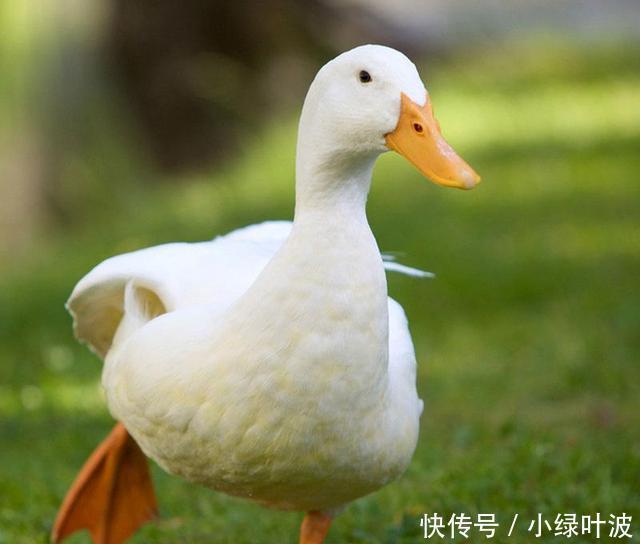 鸭子浑身是宝,但身上有1部位千万别吃!有些人却视为最爱