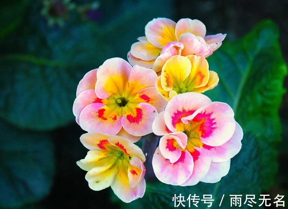 这几种花冬天开爆盆,但一般人家养得不多,现在养正开花,很漂亮