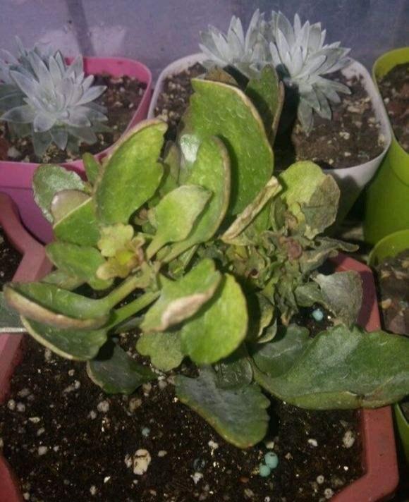 叶片|长寿花干瘪瘪改了3个小错误,新芽嗖嗖窜,爆花很简单