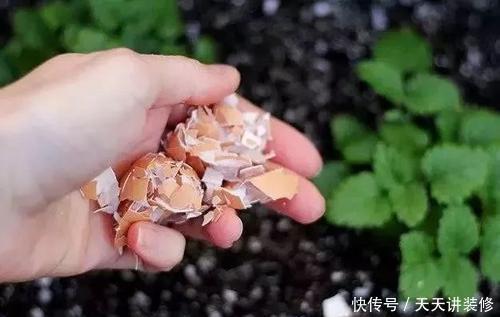花肥|你丢掉的鸡蛋壳，我用来养花，直接碾碎就能用，根系又粗又壮！