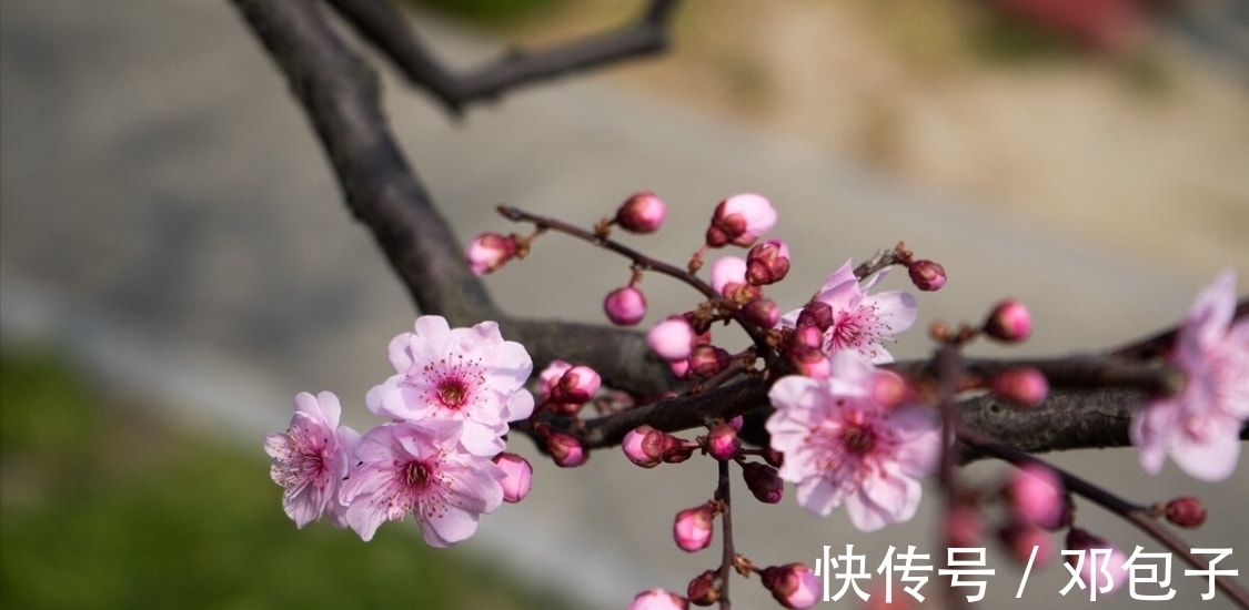 天涯@黄庭坚写于宜州贬所的一首咏梅词，直抒胸臆，风格疏宕，颇具韵味