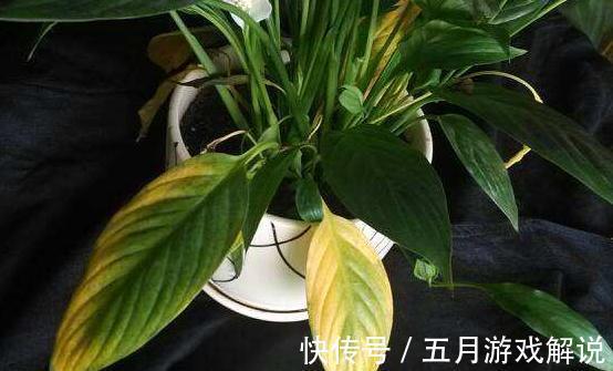 养一帆风顺，记住这些，不黄叶开花多