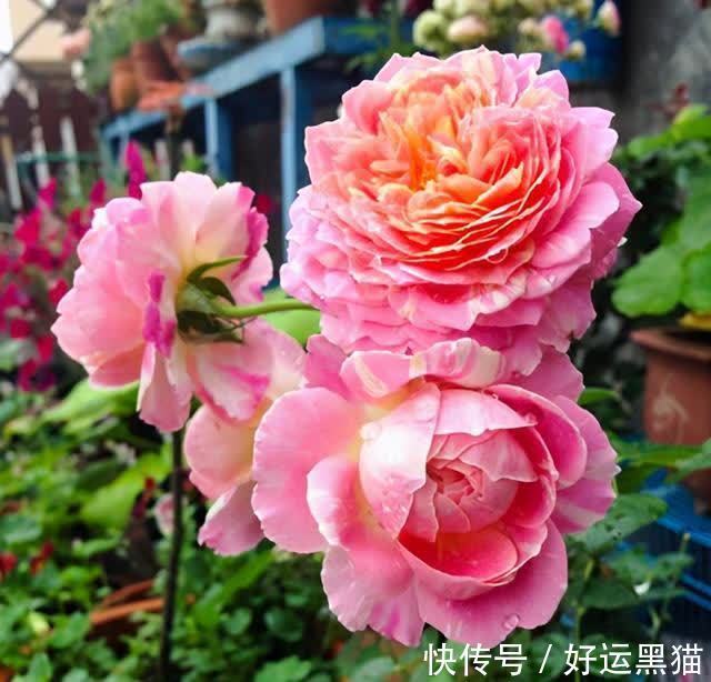 月季花|入秋养月季，首选这5种，耐热耐寒性都不错，关键抗性强，开花美