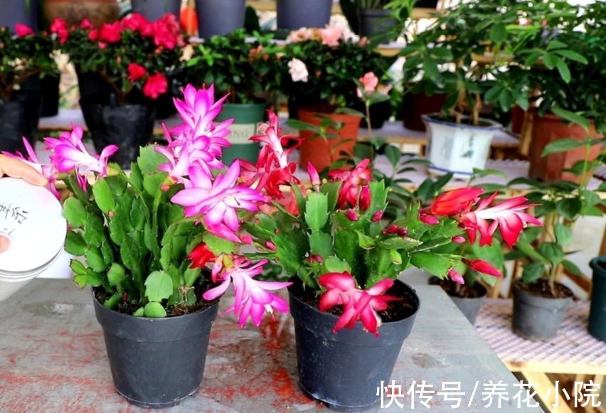 三种花要“穷养”,10月以后“虐一虐”,花苞长满枝头