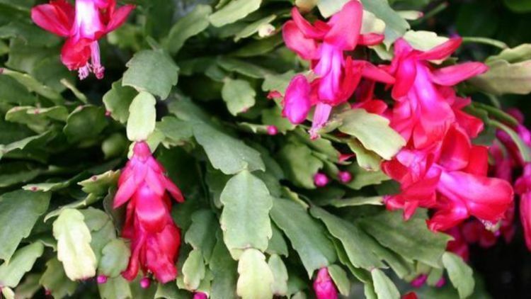 养花换盆时,多“加”1物,花卉“10年”不烂根,叶子绿,开花多