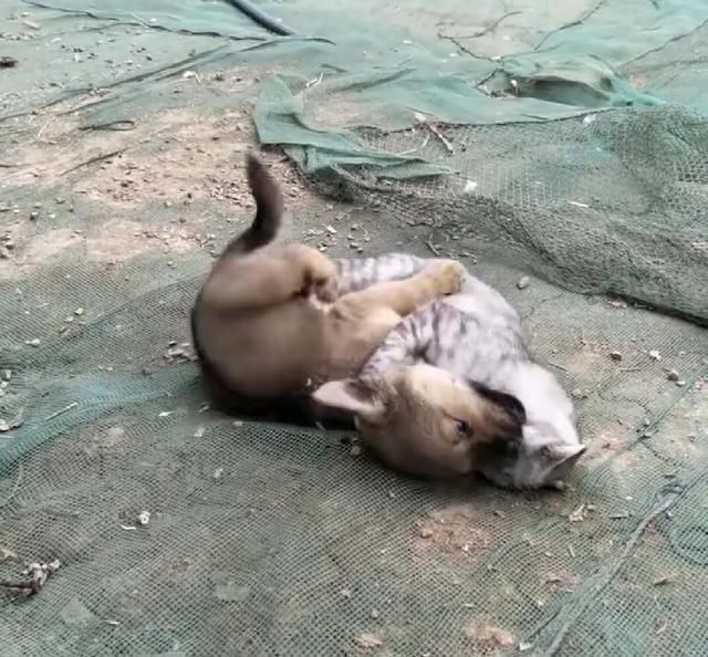 公猫不会配猫只会咬头