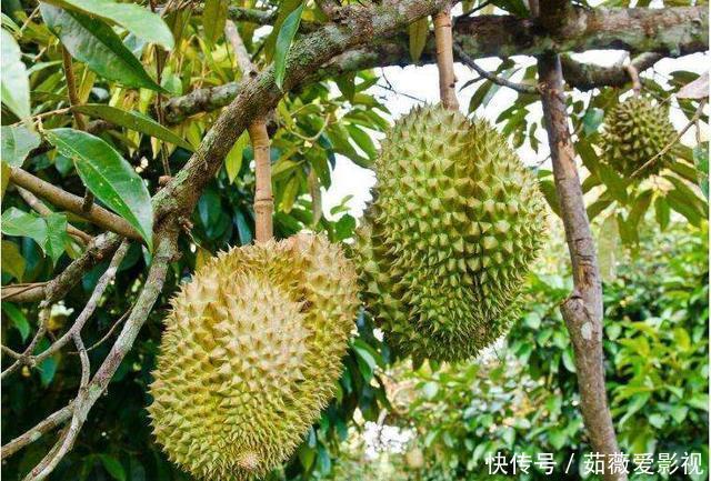 榴莲树一年可结400多个果,为什么卖那么贵原因其实很简单