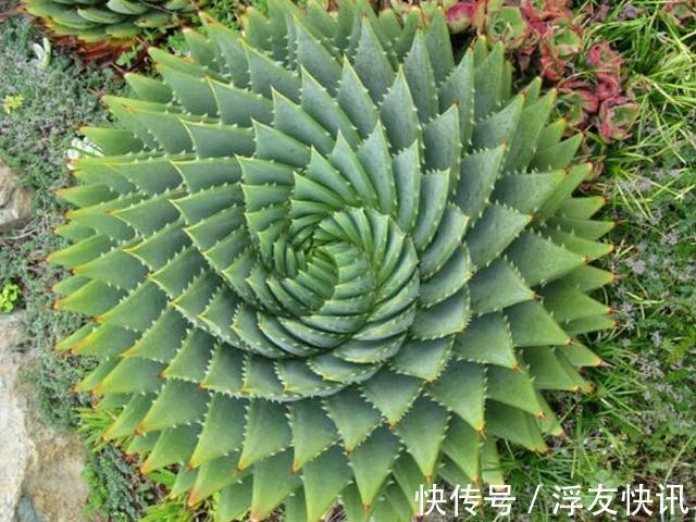 养芦荟，“脾气”爆，一言不合爆满小崽，砍掉小芽变“大树”