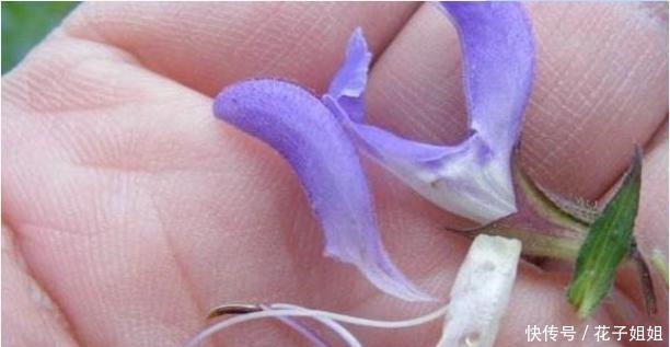 农村有一种植物它叫半枝莲,野地看到挖回家,养护简单开花美