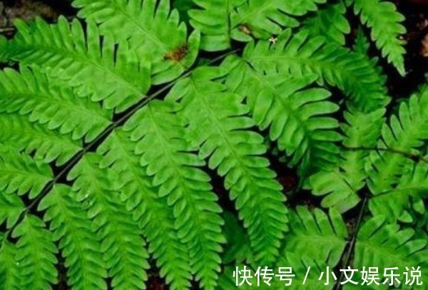 野草|农村的一种野草,治疗骨折、腰骨酸痛、胆囊炎、尿路感染有奇效