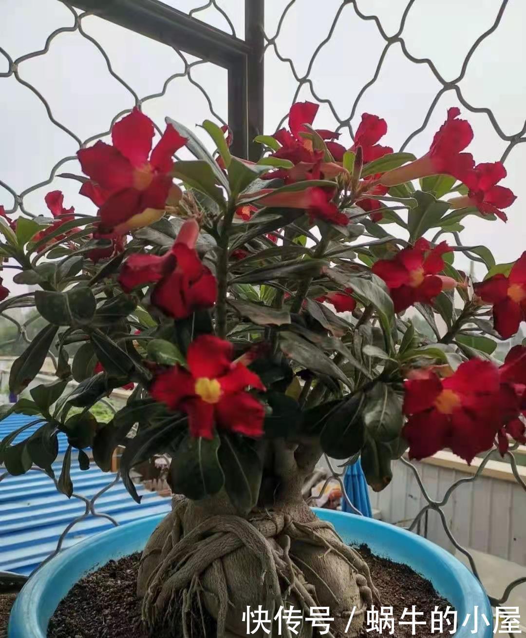 绣球|5种漂亮花,喜欢“穷养”,挤在破盆里,能养30年