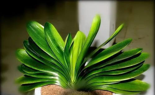 清液|君子兰长势差,都怪盆底没有养花肥,两种料加进去呼呼长新叶开花