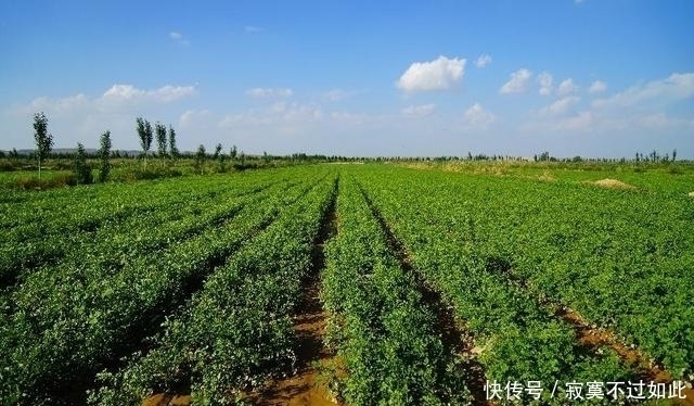 方之中|大约有90%的中药药方之中,都会含有这一种草,您认识吗?