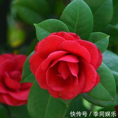 光照|养茶花做好以下7点，叶片油亮、花朵艳丽、轻松开爆盆