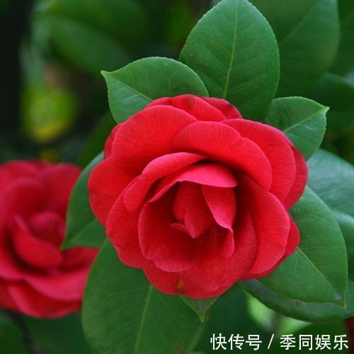 养茶花做好以下7点,叶片油亮、花朵艳丽、轻松开爆盆