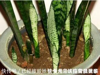 新芽|虎皮兰“长得慢”扒开土喂点“出芽肥”,新芽就像“竹笋”