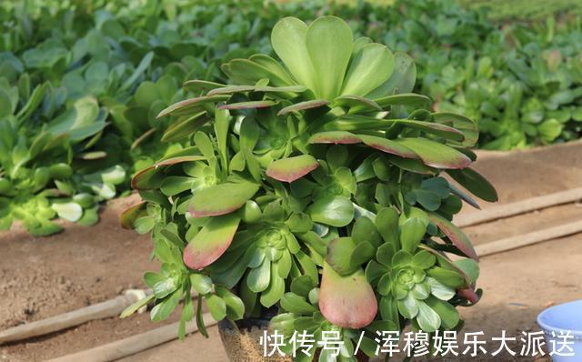 叶片|想把“多肉”养爆盆，学会4个“小技巧”，养出状态，轻松变老桩