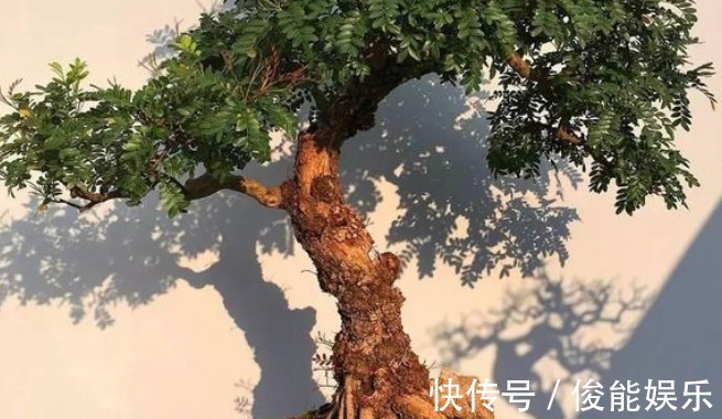 龟背竹|有钱人尤其喜欢养这3种花,家里一片绿油油,日子会越过越顺!