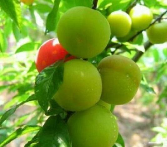 肝脏|不想“肝炎”变“肝癌”4大肝病“克星”，把肝脏“洗干净”