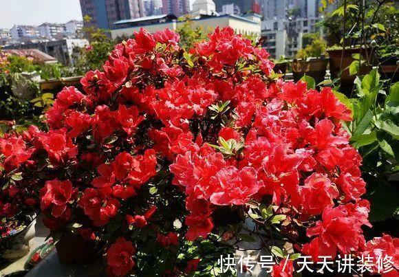 发财树|公认“不好养”的3种花,没有一定的养花经验,别贸然入手