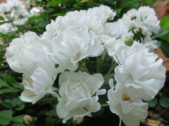 家养此花，此几款超级好养，花开一茬一茬，花朵烂漫太美了