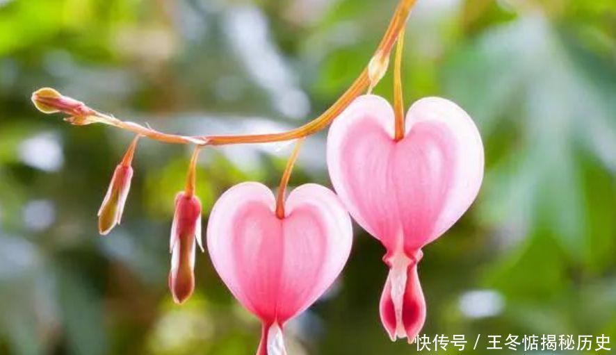 4种花是“开花机器”，全年开花不断，养花首选，1盆能开100朵花