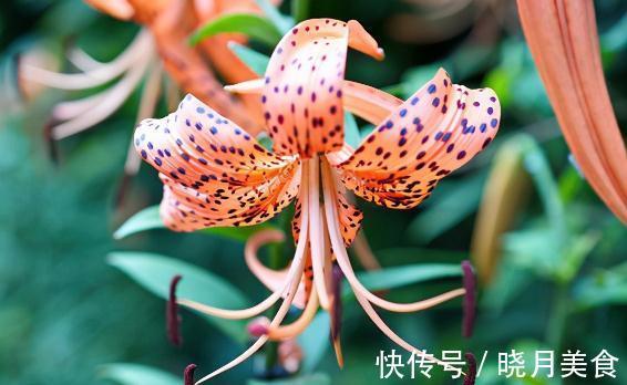 盘点100个极美的古代花卉别名,太美了