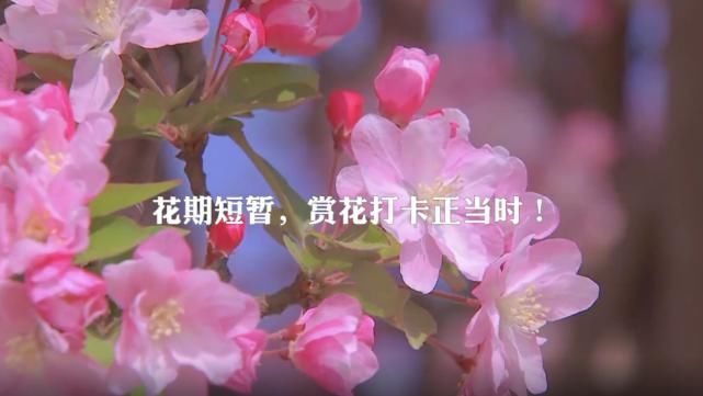 昌平花事：十三陵“限定款”春色！