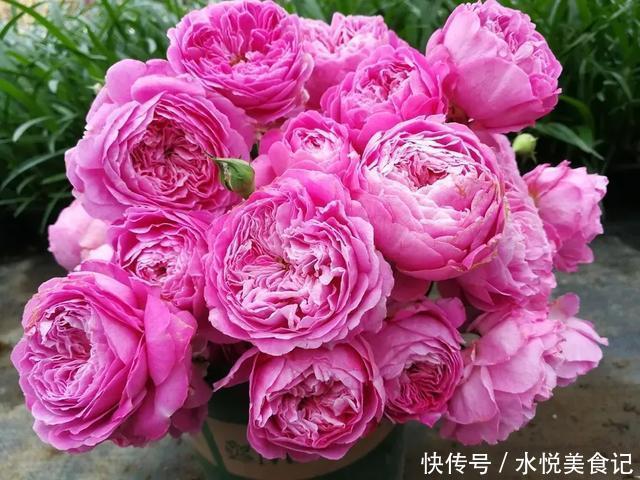 22种最漂亮的月季,一次能开300天,满屋飘香开花多