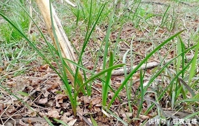 红枣|农村一种埋土里的野果，过去5毛一碗抢着吃，如今却要35元一斤