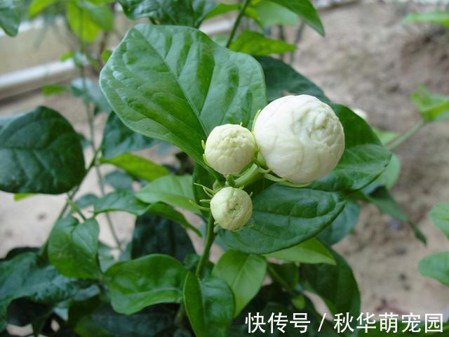 想要茉莉多开花,记住“十二字”口诀,一茬一茬开香花