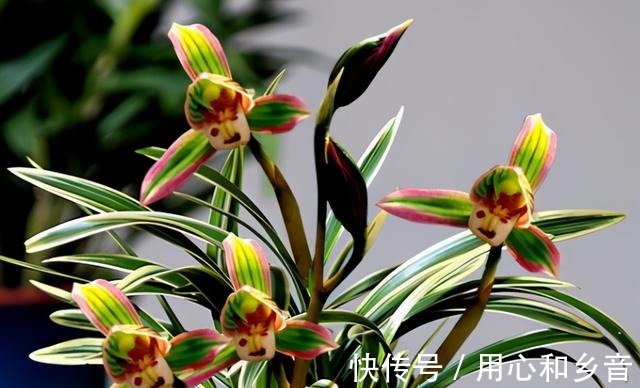 帝王妃兰花|这种兰花极具“帝王气息”，一花双色，兰香浓烈，新手也能养爆盆！