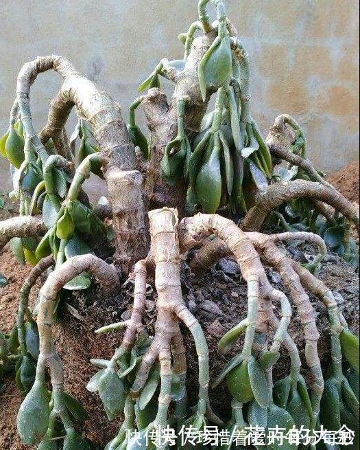 绿萝|这些“娇气花”,冻坏也别扔,剪一刀,救一命