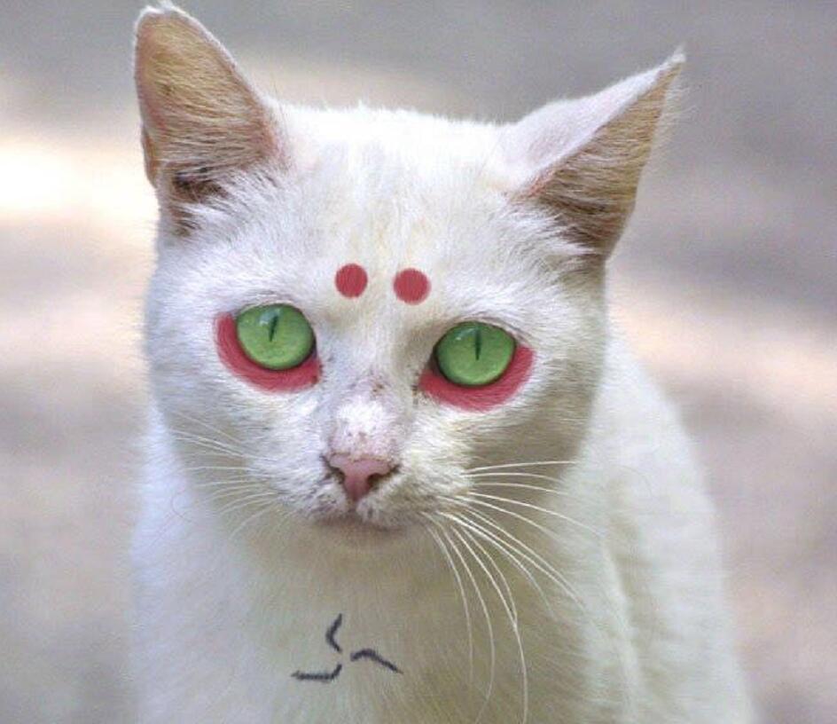 只猫|当猫cosplay《火影》,认出斑爷,认出鼬,能认出小樱吗