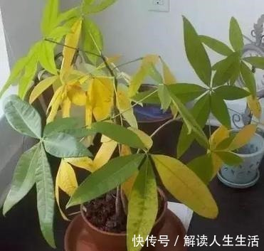 这6种“生财花”,夏季养家里,“浇水”要注意,否则黄叶、烂根!