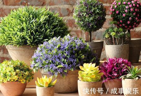 行为|养花人最忌讳的5种行为,只要做其中1种,你的盆栽必死无疑