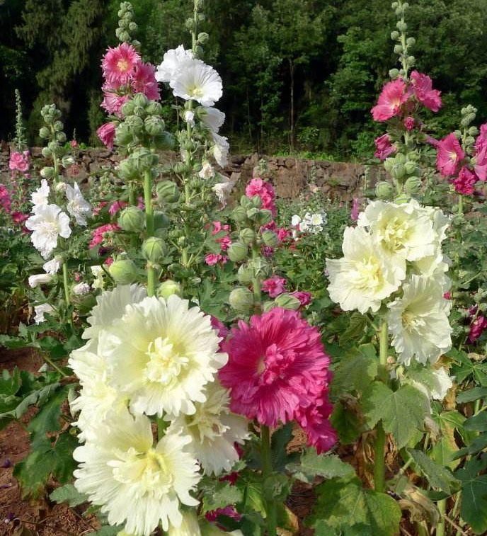 漂亮|6种漂亮花，35度高温不休眠，越热花越多，夏天养花首选