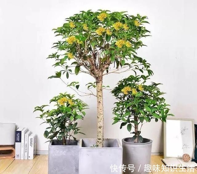 鸡蛋花|人养花、花也养人,医生喜欢养的八种花,家里养一盆,清雅又健康!